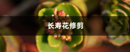 长寿花怎么修剪