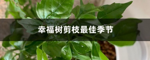 幸福树什么季节适合剪枝