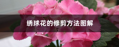 绣球花的修剪方法图解，什么时间修剪