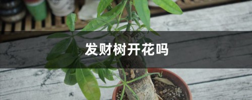 发财树开花吗，什么时间开花