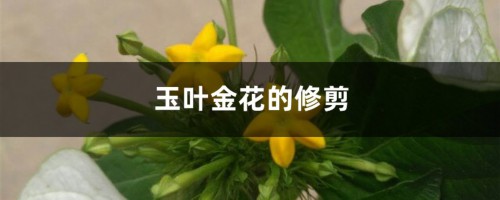 玉叶金花的修剪