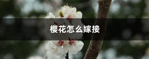 樱花怎么嫁接